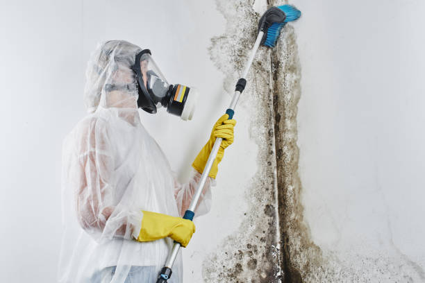Wilmington Manor, DE Mold Remediation Company