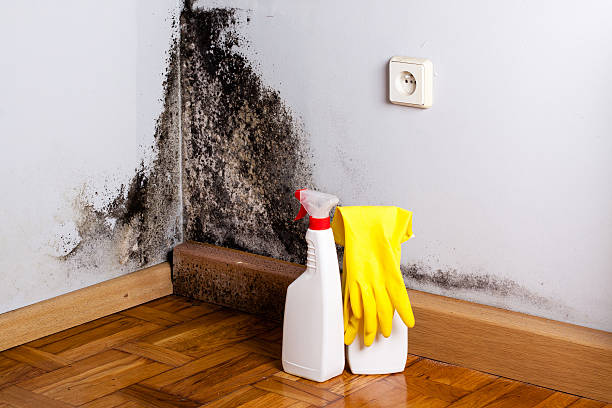 Best Commercial Mold Remediation in Wilmington Manor, DE